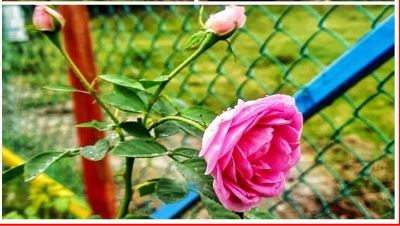 the disability join the community and planted Rose flowers