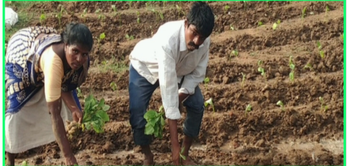 plant for hope chennai needs