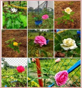 orphanage for Planted Rose Flowers